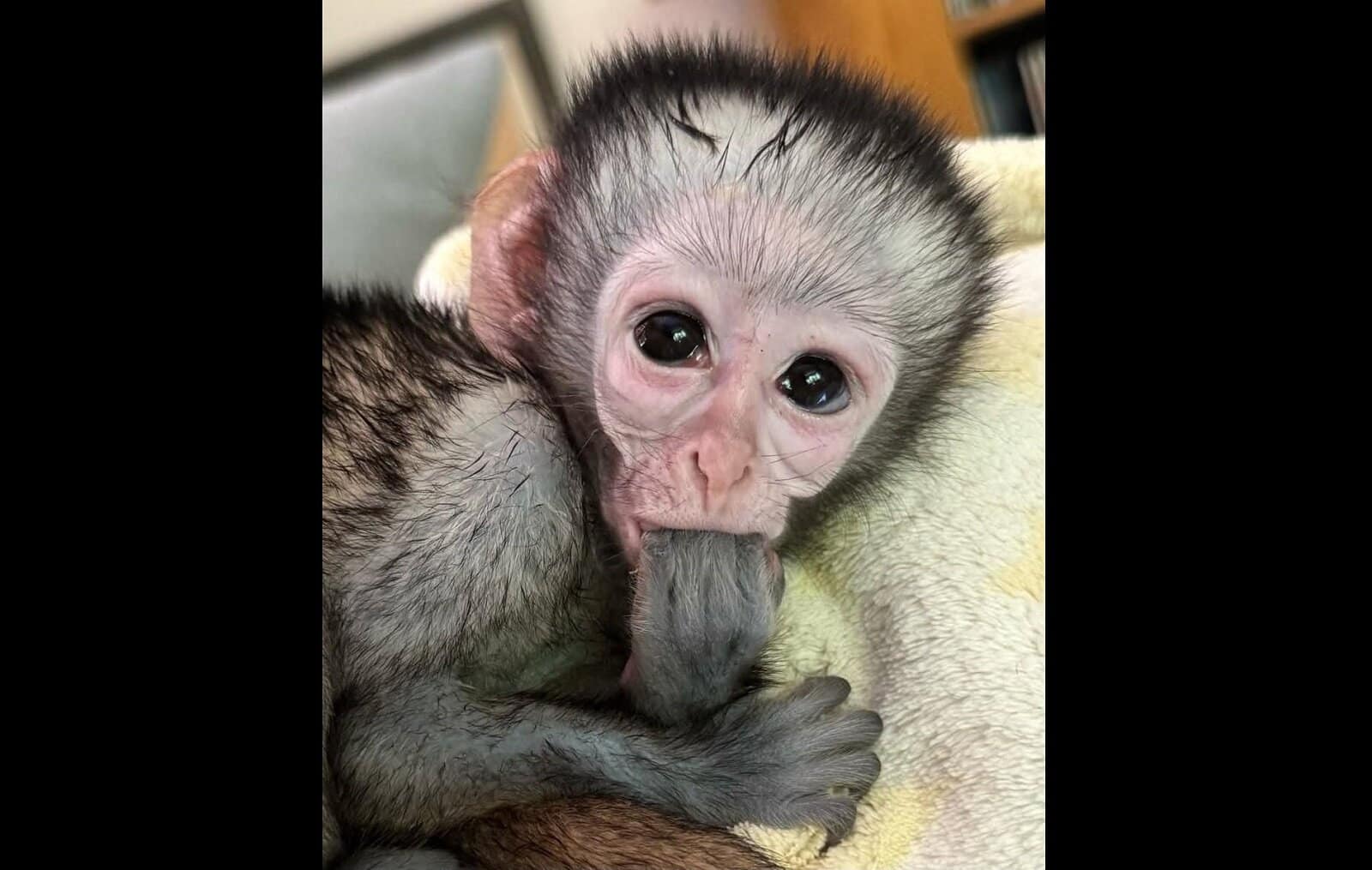 Monkey Helpline appeals for urgent funding | The Witness