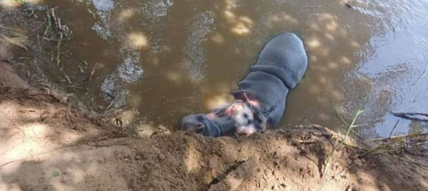 WATCH | Snared hippo tragedy claims 2 lives in Mfolozi River | The Witness