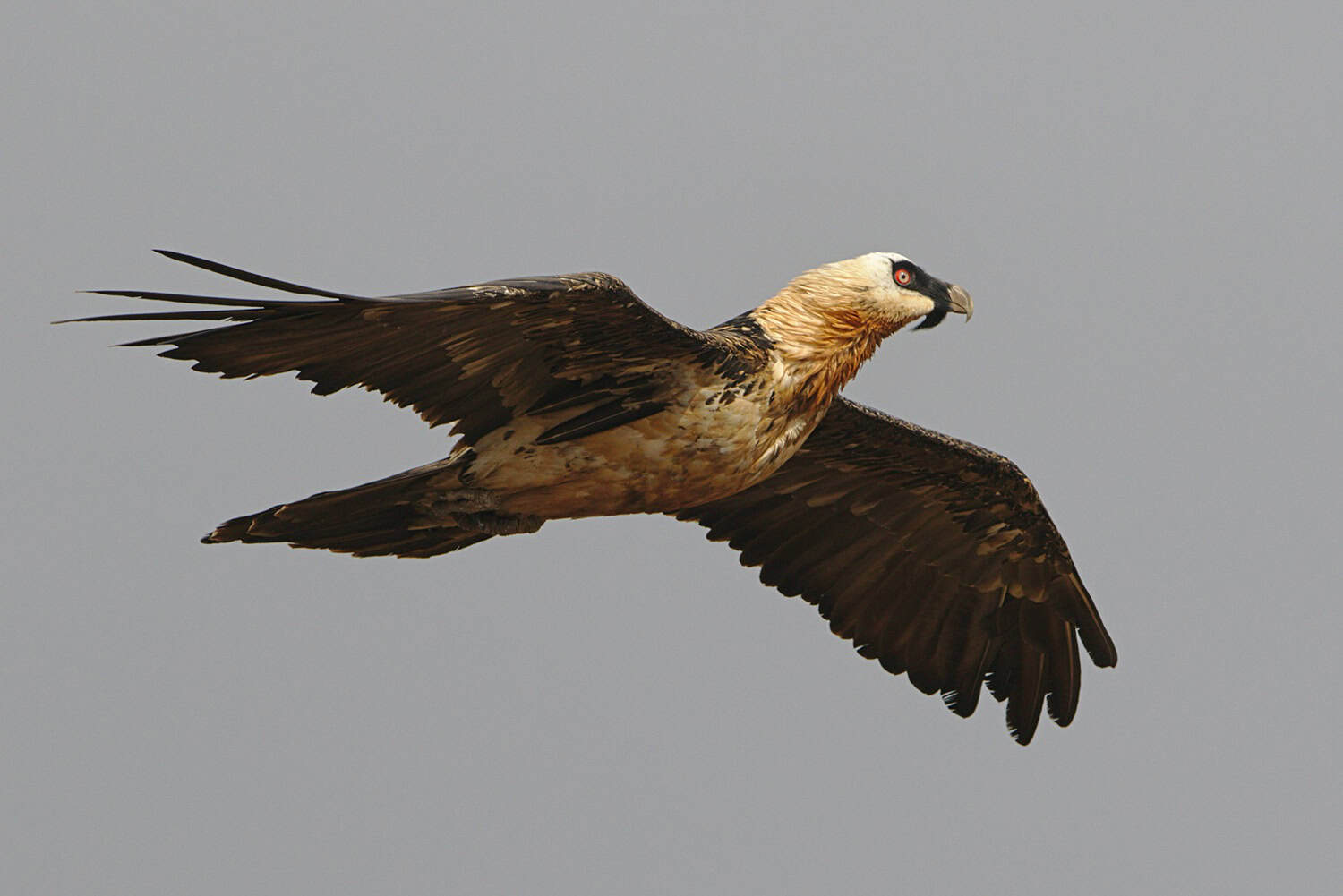 Action needed to save endangered bearded vultures, says Ezemvelo