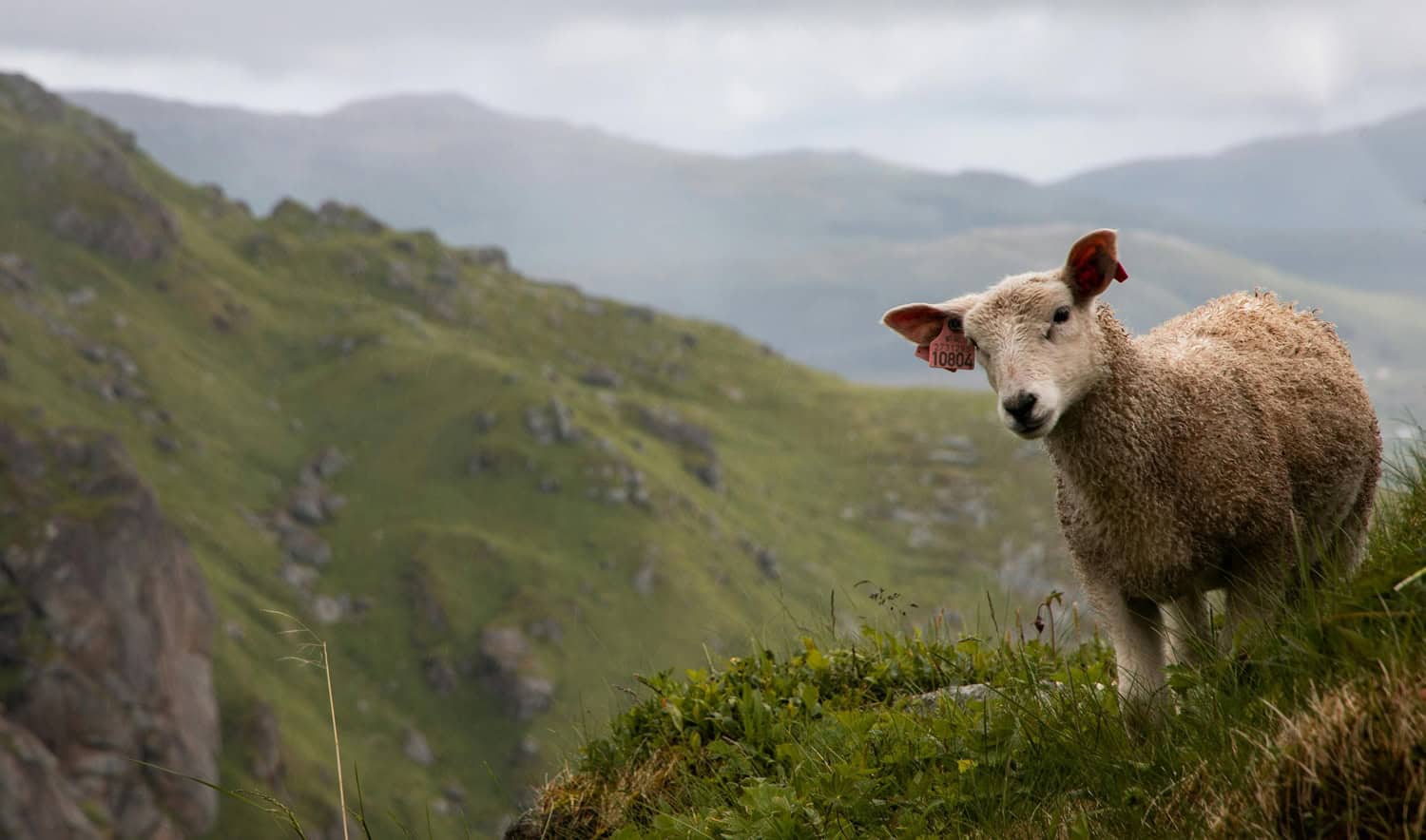 Climate shocks hit communal sheep farmers as grazing lands deteriorate