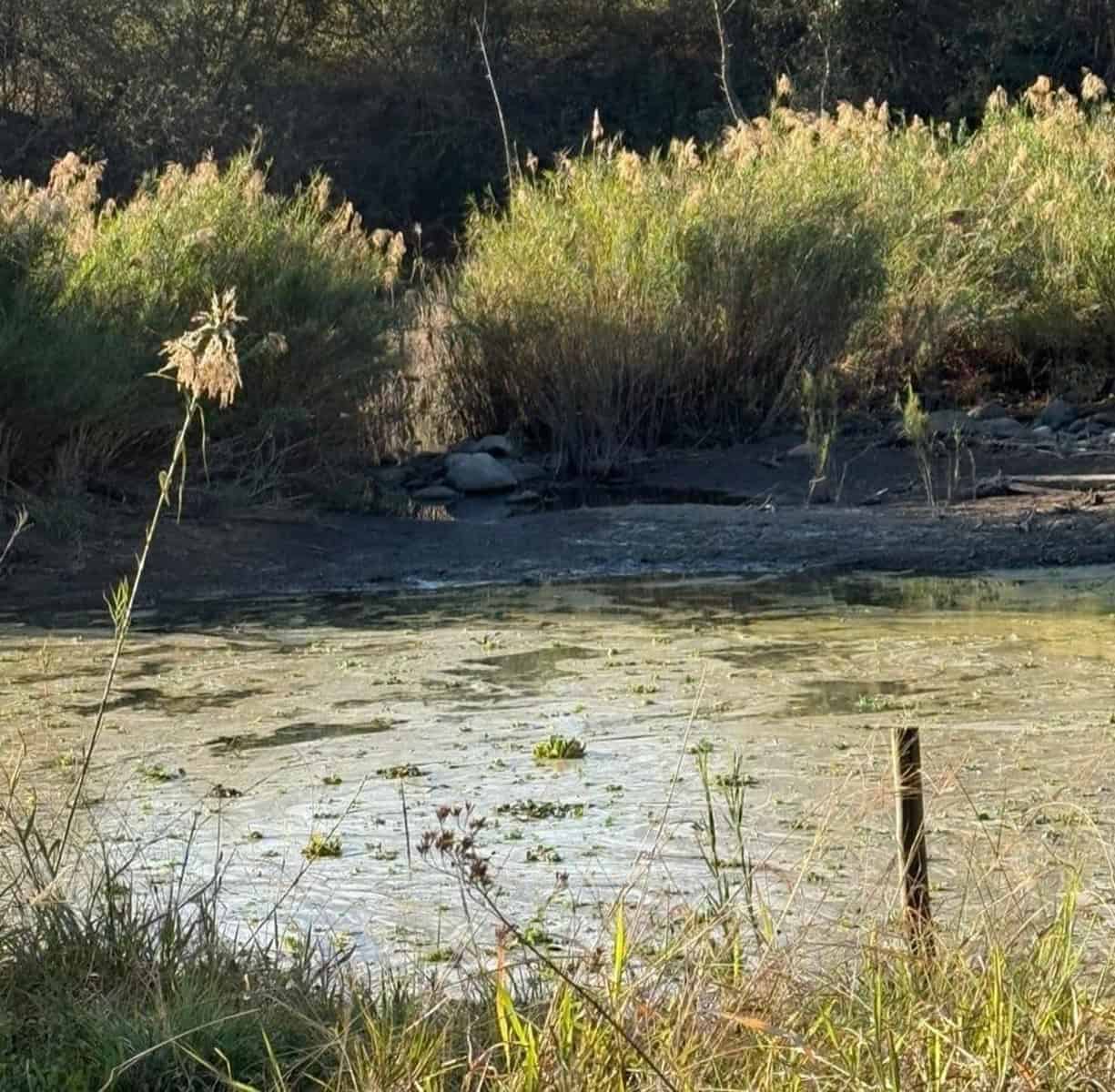 WATCH | Scathing report lays bare extent of sewage crisis at Albert Falls Dam